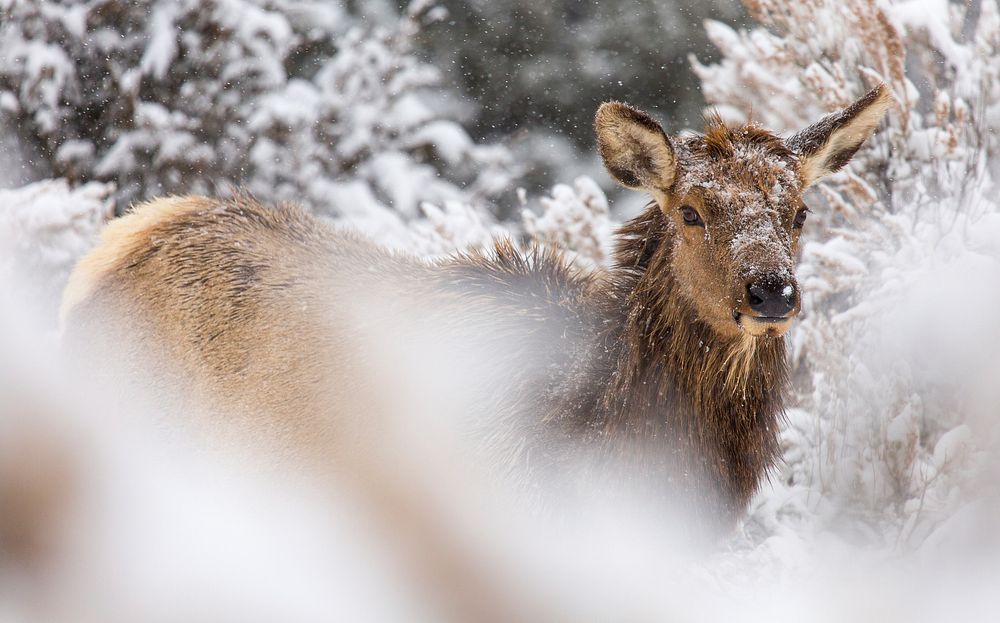 Cow elk in snow, Mammoth Hot Springs. Original public domain image from Flickr