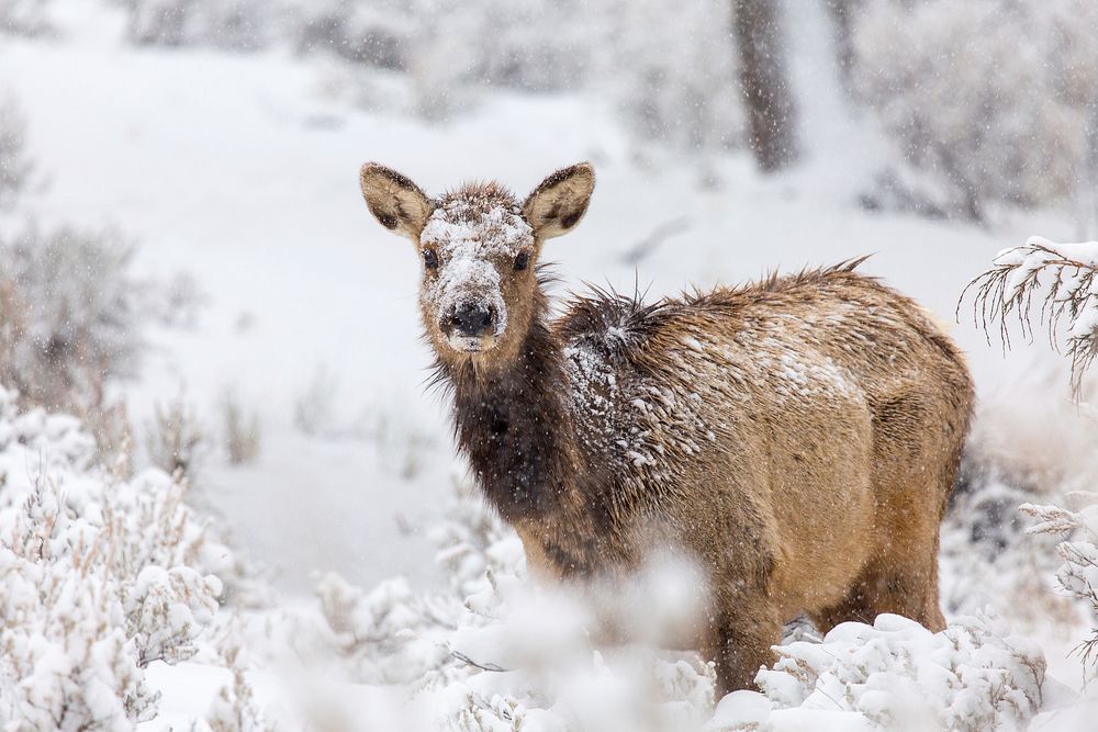 Female elk in snow, Mammoth Hot Springs. Original public domain image from Flickr