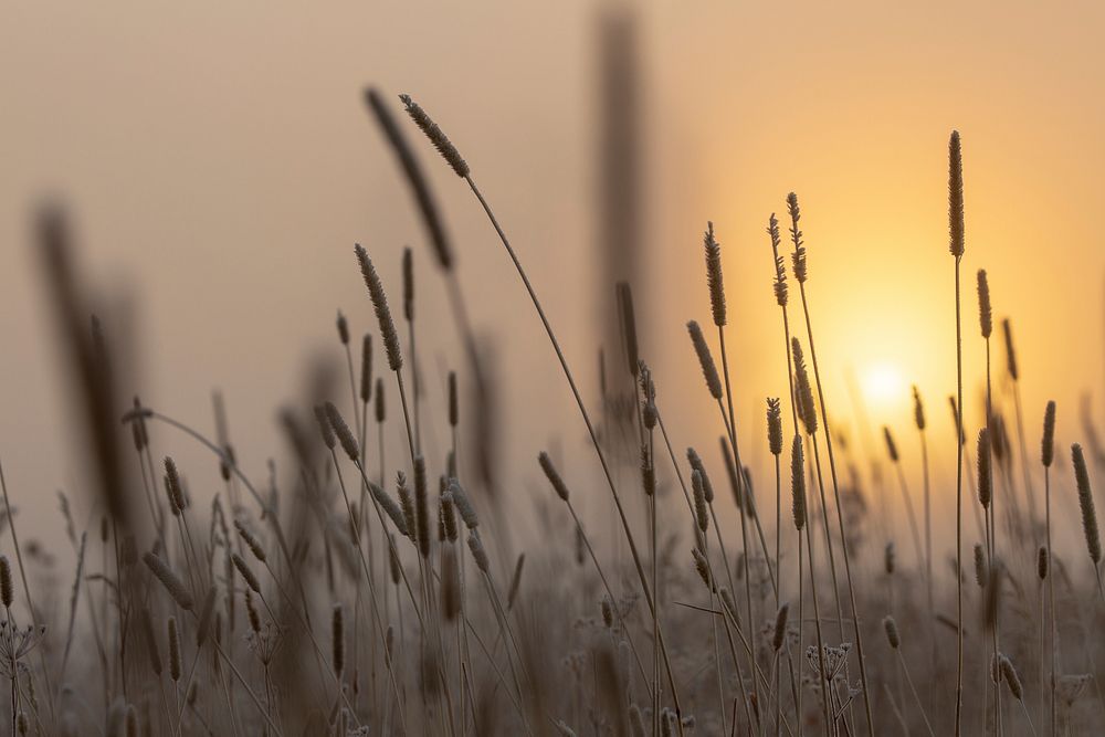Blacklit grasses at sunrise. Original public domain image from Flickr