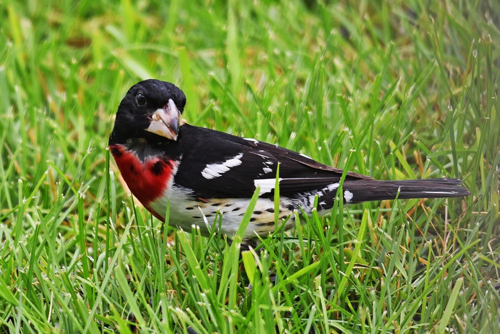 Rose-breasted grosbeakWe spotted this male rose-breasted grosbeak snacking on sunflower seeds under the bird feeder.Photo by…