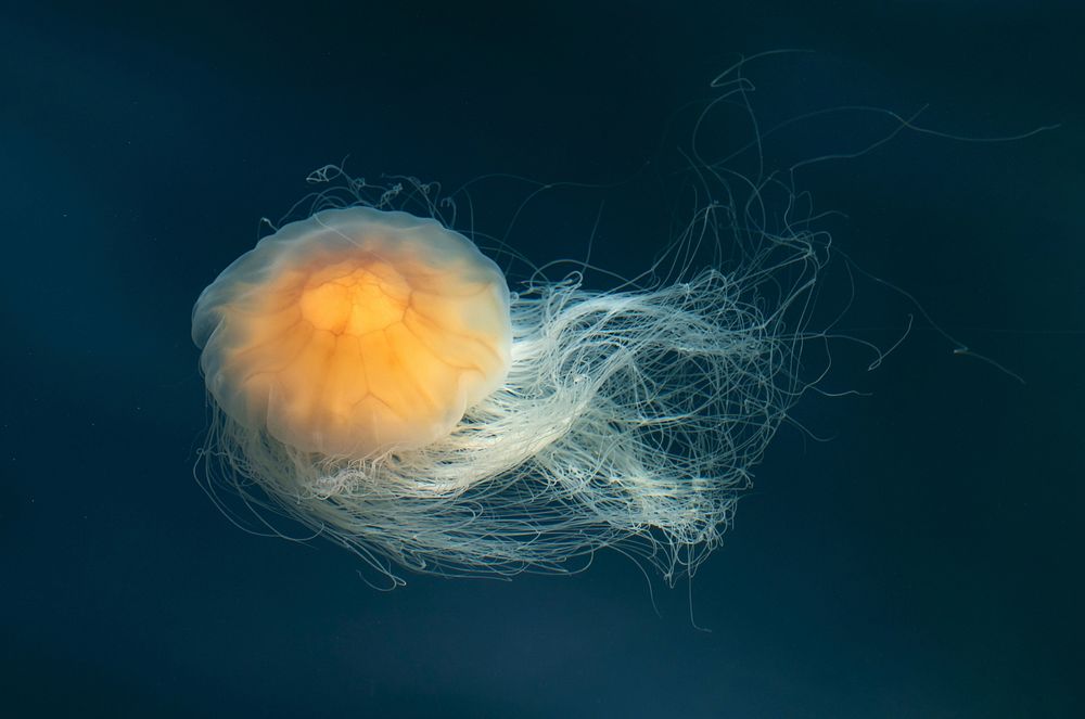 Bright floating jellyfish alone. Free public domain CC0 image.