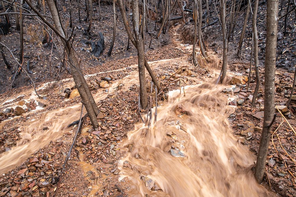 Post-bushfire recovery in AustraliaRain causes flooding in a burned forest along the Benambra-Corryong Road in Victoria…