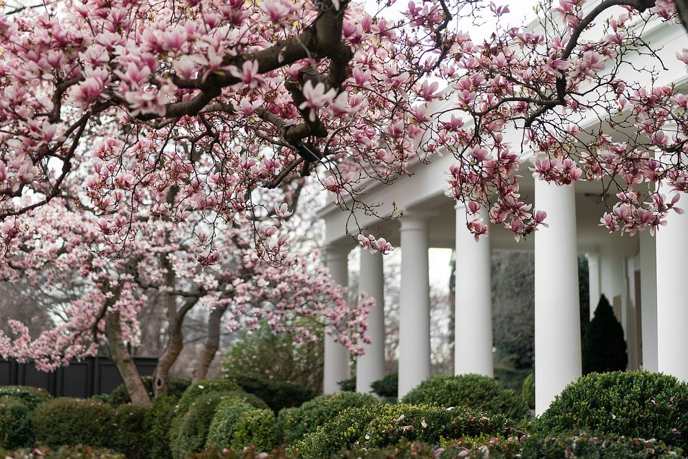 White cherry blossom in the Rose Garden of the White House. Original public domain image from Flickr