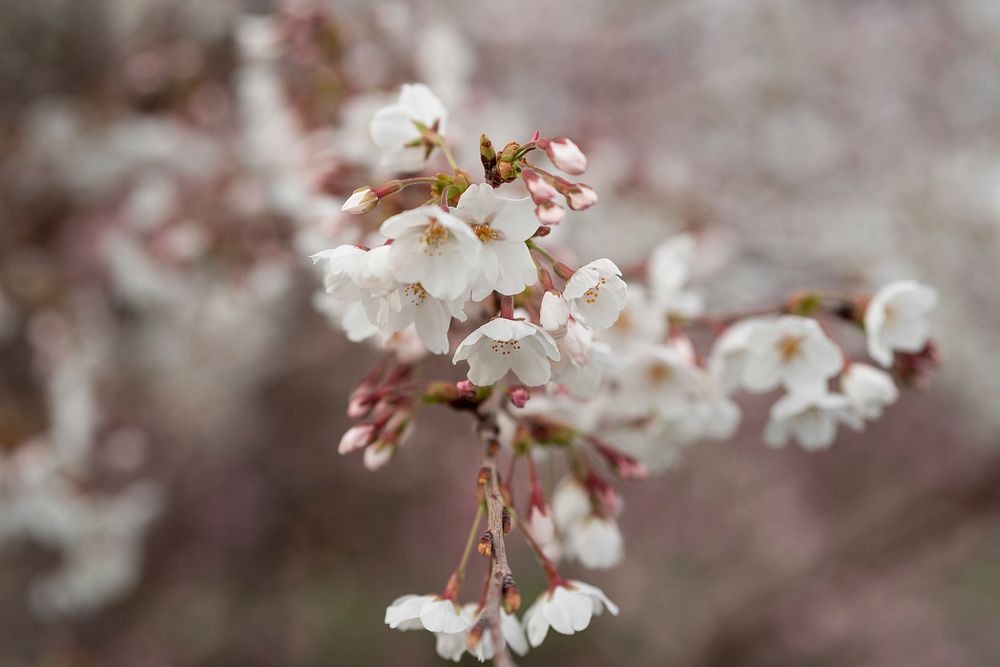 White cherry blossom in the Rose Garden of the White House. Original public domain image from Flickr