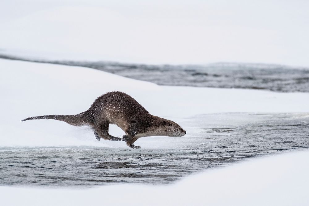 River otter dive sequence. Original public domain image from Flickr