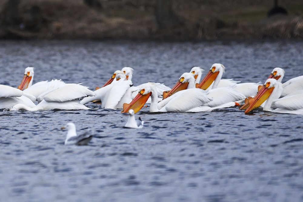 American white pelicans foragingPhoto by Courtney Celley/USFWS. Original public domain image from Flickr