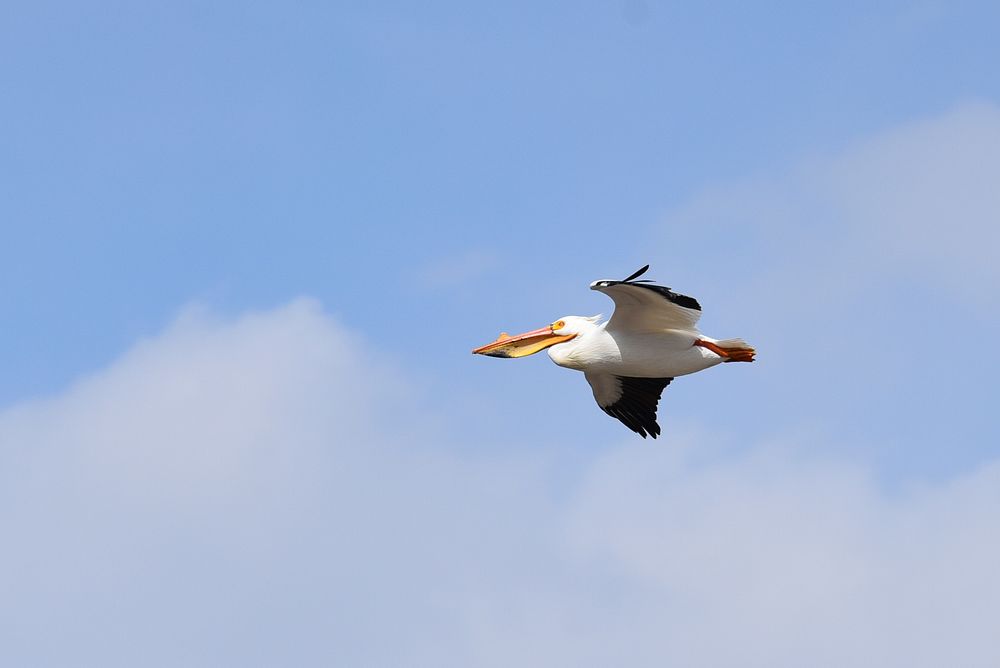 American white pelican in flightPhoto by Courtney Celley/USFWS. Original public domain image from Flickr