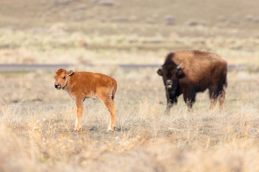 First red dog sighting near the North Entrance by Jacob W. Frank. Original public domain image from Flickr