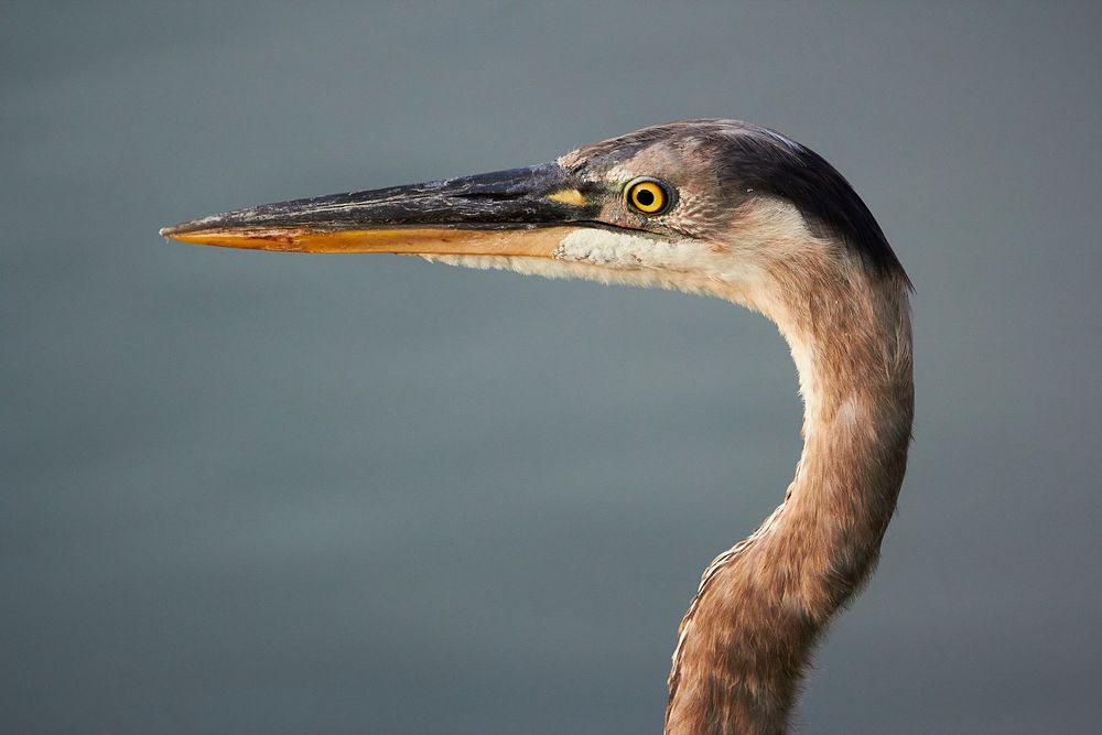 Great blue heron. Original public domain image from Flickr