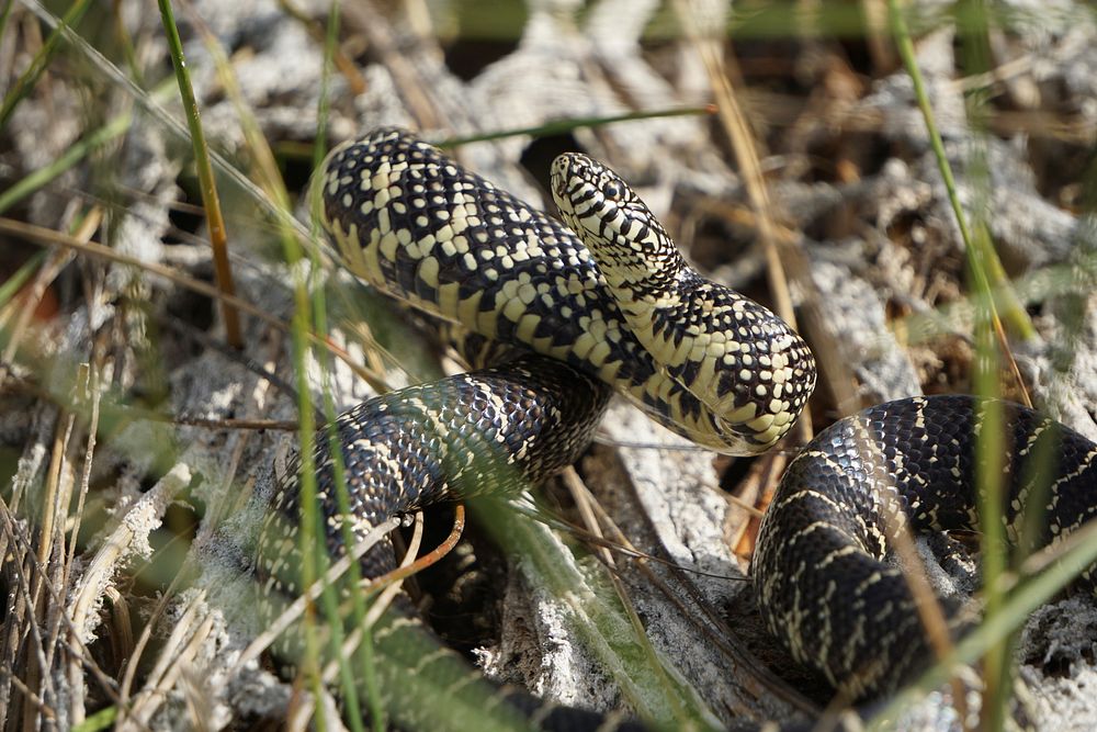 Florida Kingsnake