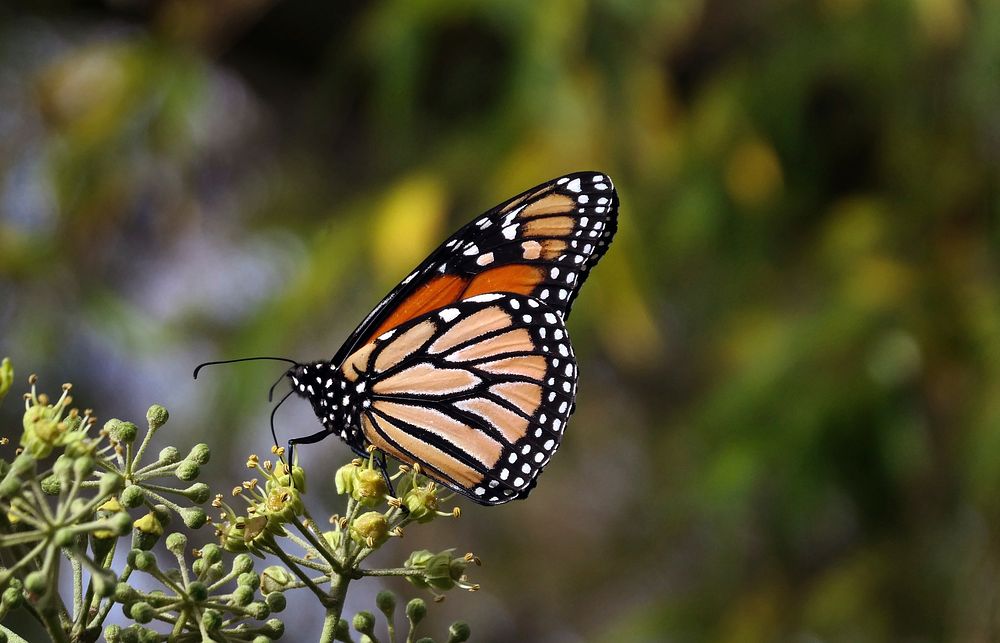 The Monarch Butterfly. Original public domain image from Flickr