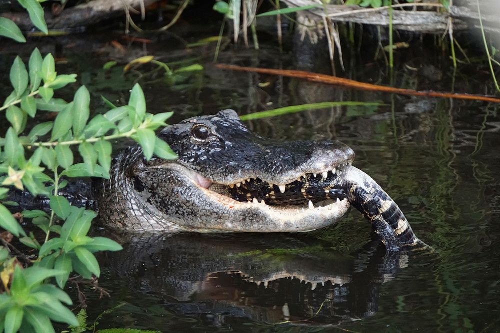 Alligator Eating Juvenile Gator