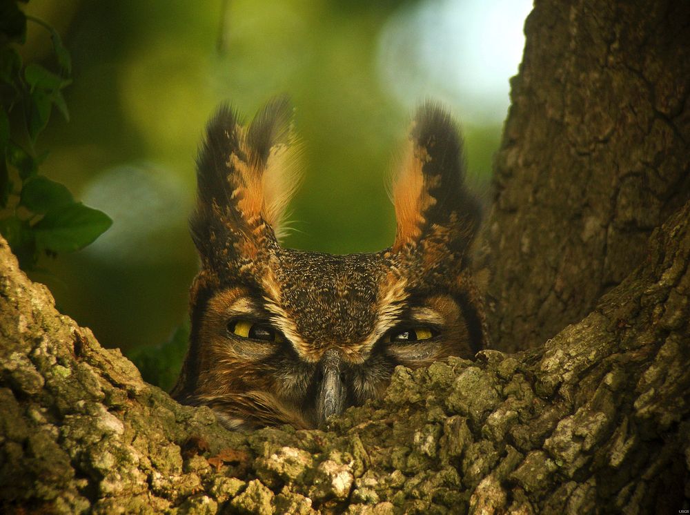 Great Horned Owl. Original public domain image from Flickr