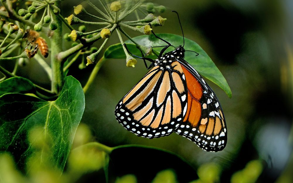 Monarch butterfly. Amazing what a small compact point and shoot camera can do. Original public domain image from Flickr