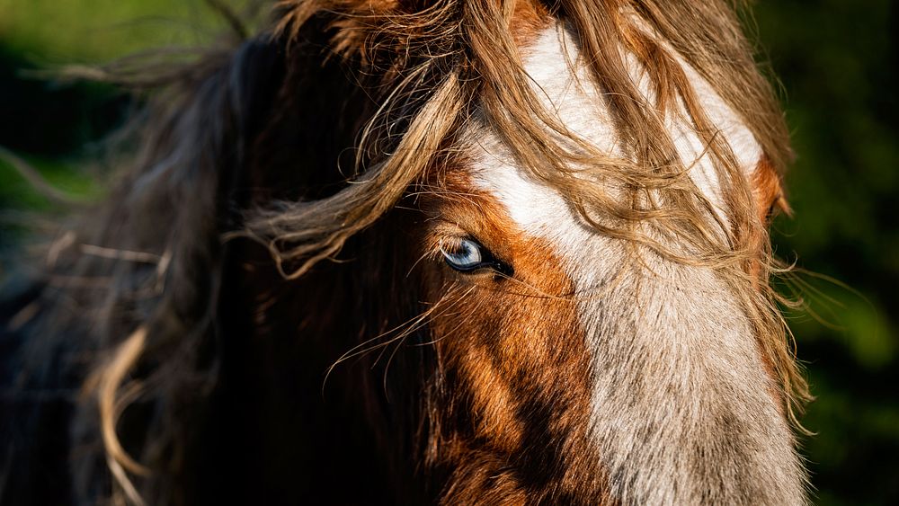 Young Blue Eyes. Original public domain image from Flickr