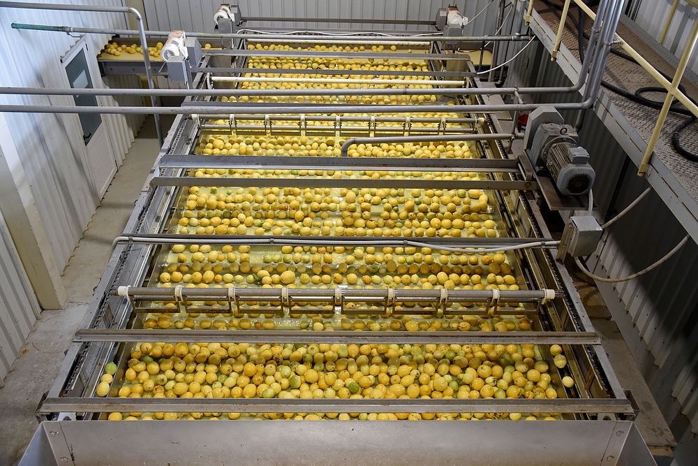 Lemon cleaning process in factory. Original public domain image from Flickr