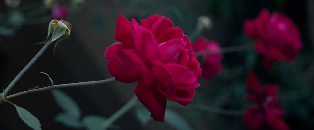 Red rose. Free public domain CC0 image.