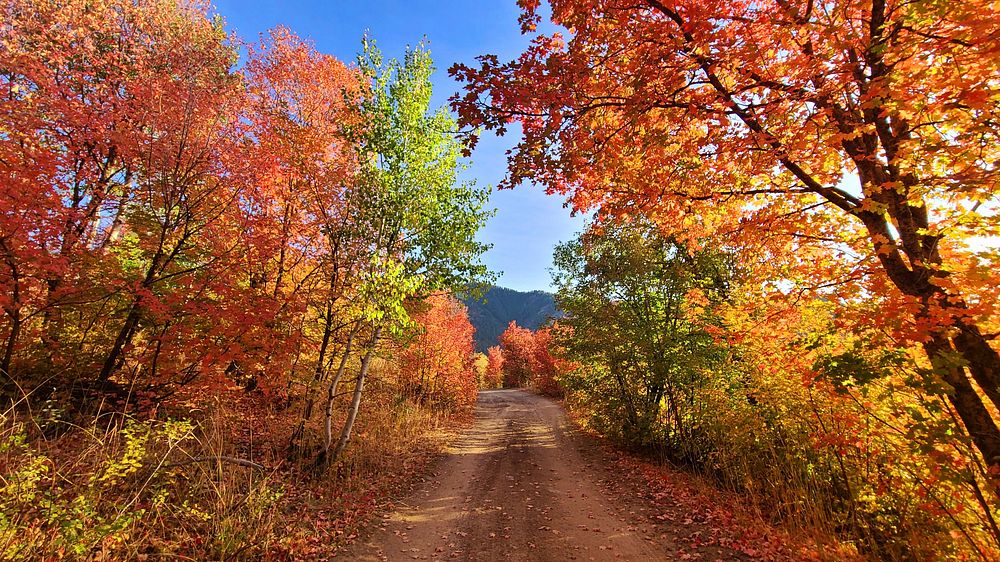 Fall colors down a dirt road in the Cub River Area. Original public domain image from Flickr