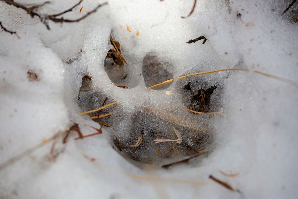 Cougar foot print by Diane Renkin. Original public domain image from Flickr