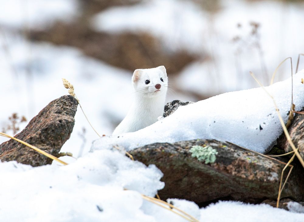 Long-tailed weasel. Original public domain image from Flickr