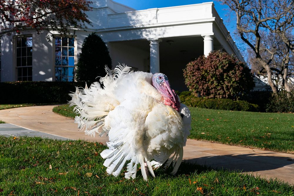 National Thanksgiving Turkey, prepares to be pardoned. Original public domain image from Flickr