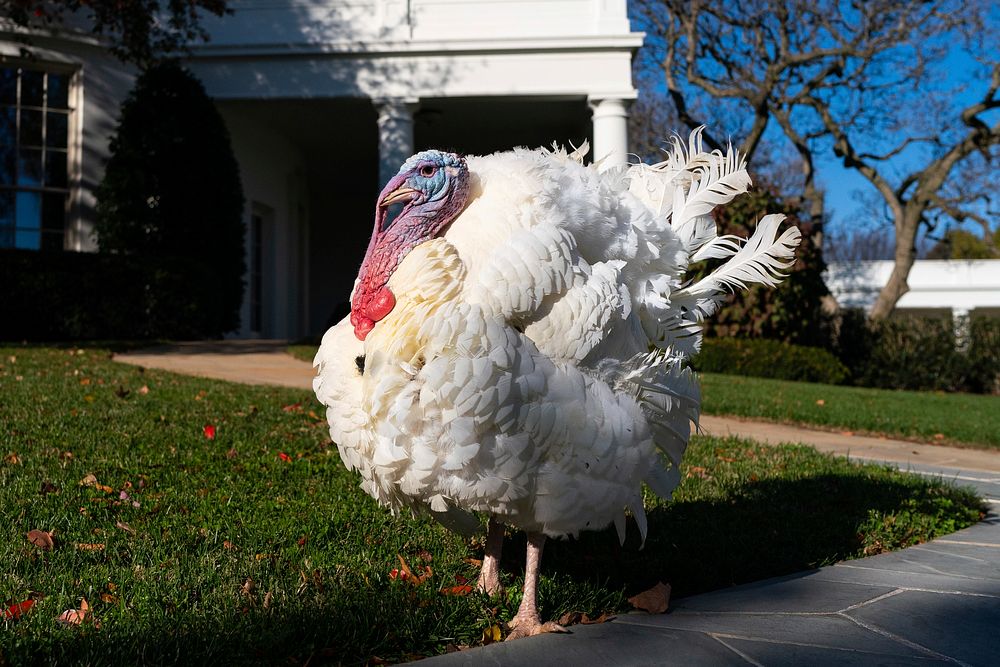 National Thanksgiving Turkey, prepares to be pardoned. Original public domain image from Flickr