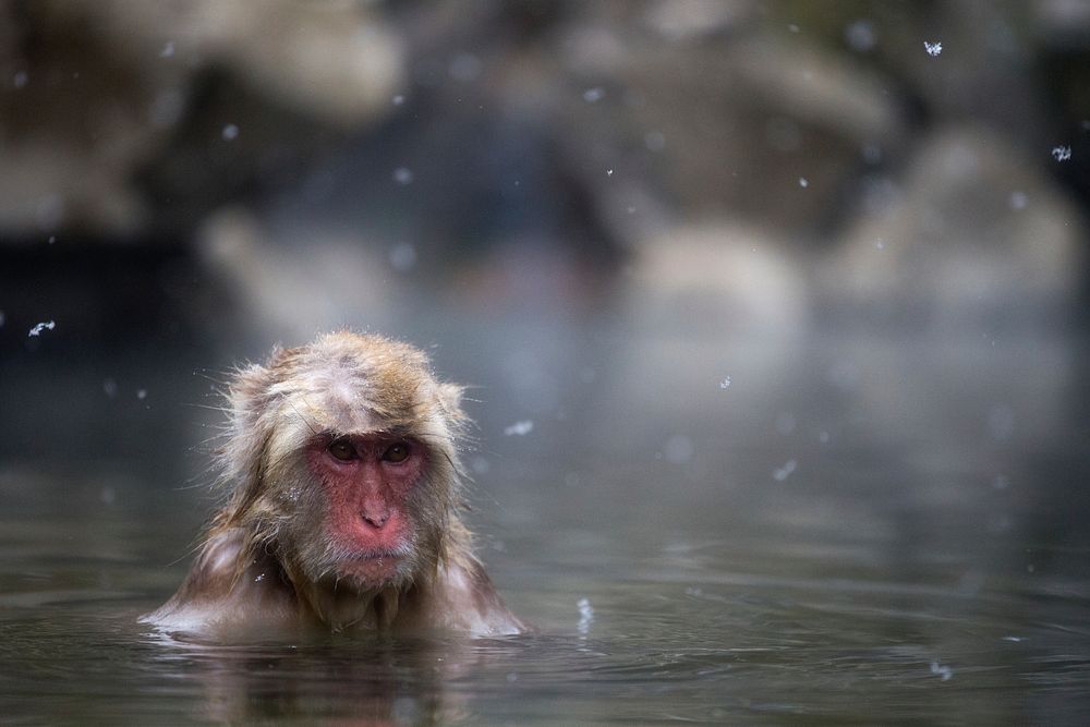 Nagano snow monkey, animal photography. Free public domain CC0 image.