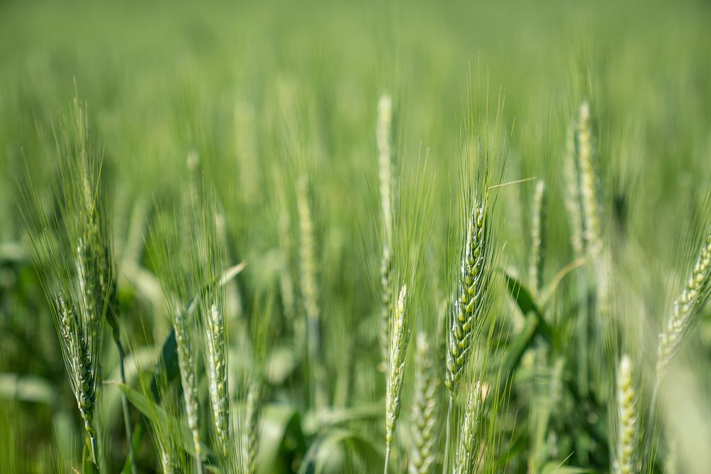 Incorporating all 5 soil health principles have improved the land and created healthier, more productive wheat fields on…