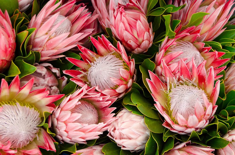 Originally from South Africa, the lush protea makes delightful addition to bouquets or holiday wreaths. Protea grow only in…