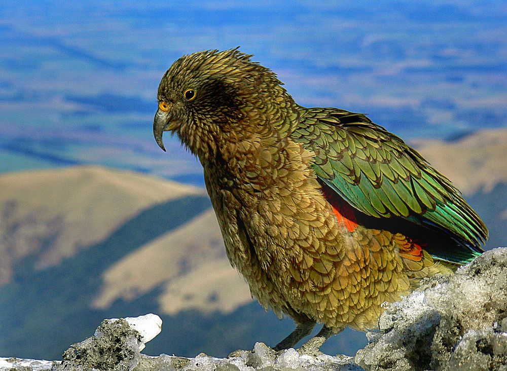 Kea. Nestor notabilis.