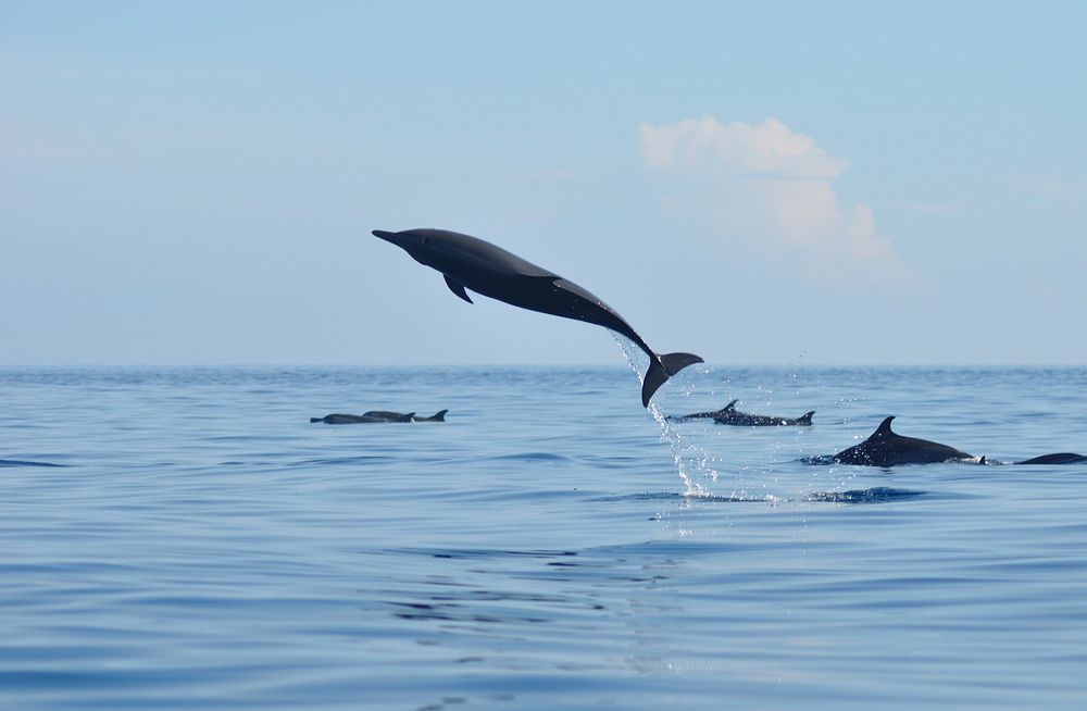 Dolphin pod swimming in ocean. Original public domain image from Flickr