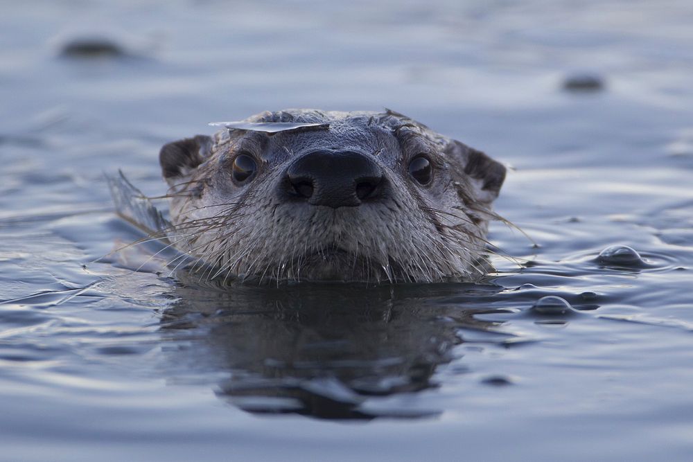 Otter in a lake. Original public domain image from Flickr