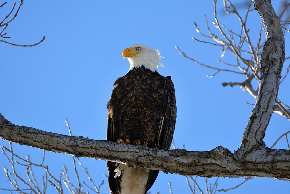Bald eagle on a winter day at Ottawa National Wildlife Refuge. Original public domain image from Flickr