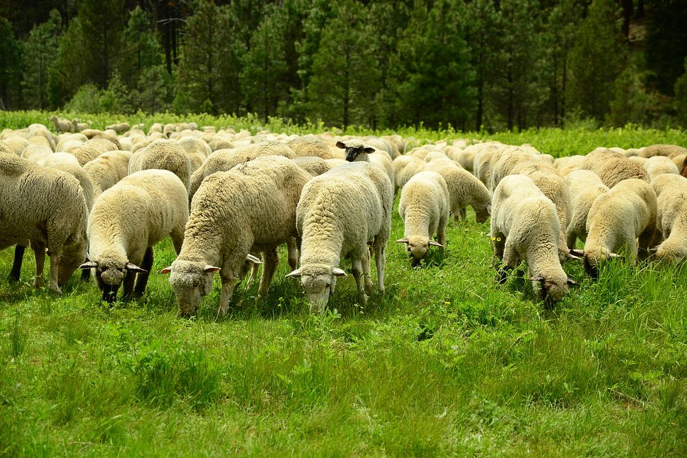 Domestic Sheep Released in Price Valley on the New Meadows Ranger District located on the Payette National Forest. Nearly…