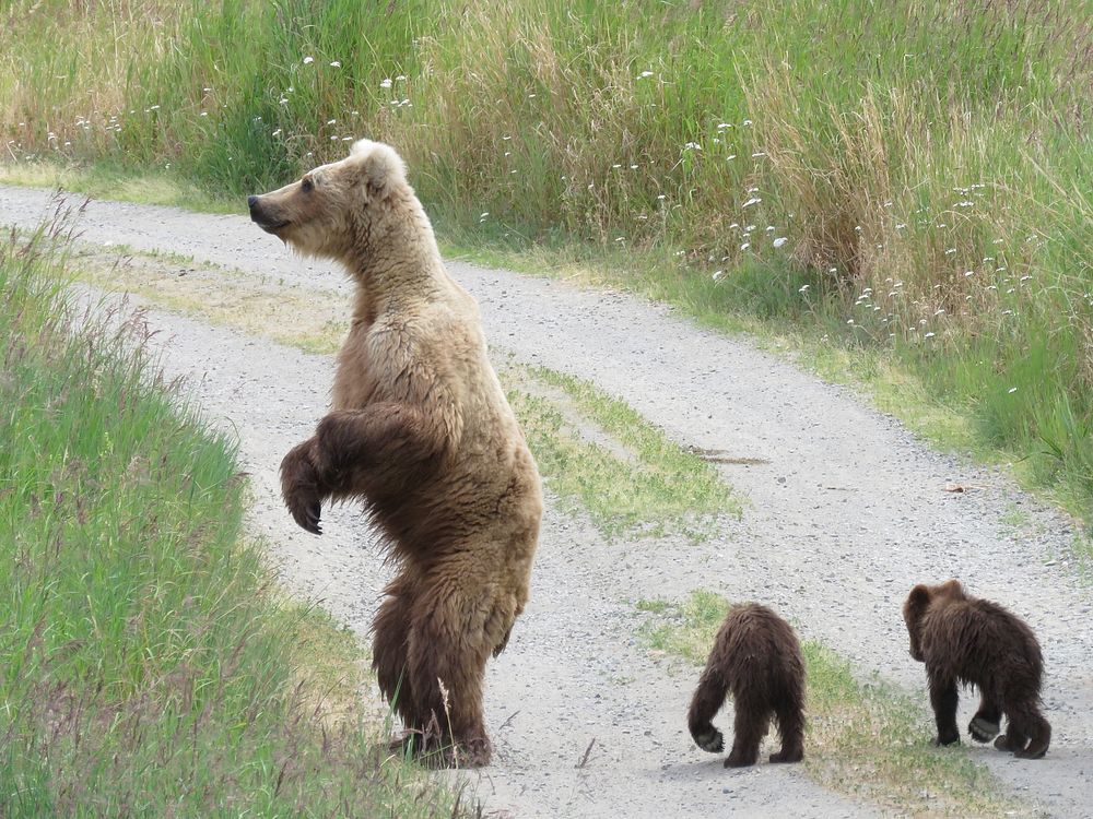Mother bear standing with two small cubs at her feet. Original public domain image from Flickr