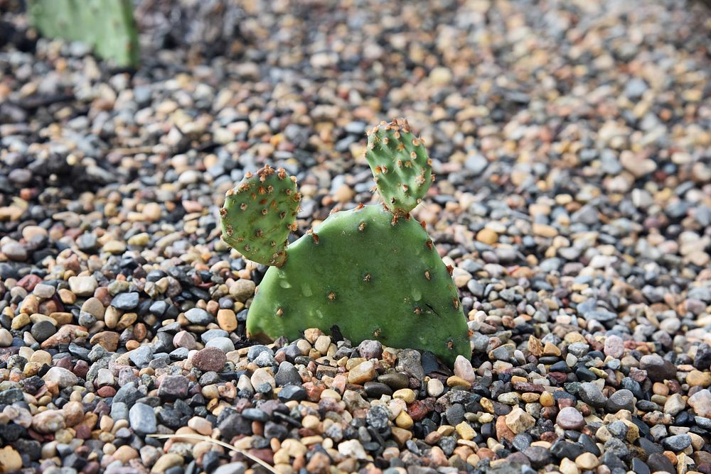 Eastern prickly pear cactusPhoto by Courtney Celley/USFWS. Original public domain image from Flickr