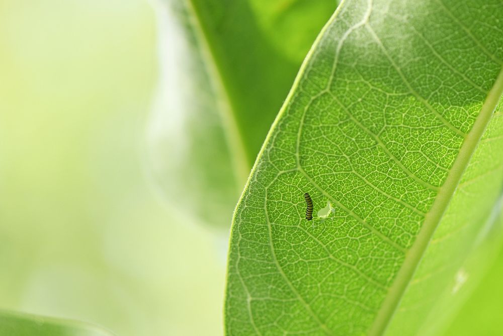 Monarch caterpillar on common milkweedA recently hatched monarch caterpillar on a common milkweed leaf.Photo by Courtney…