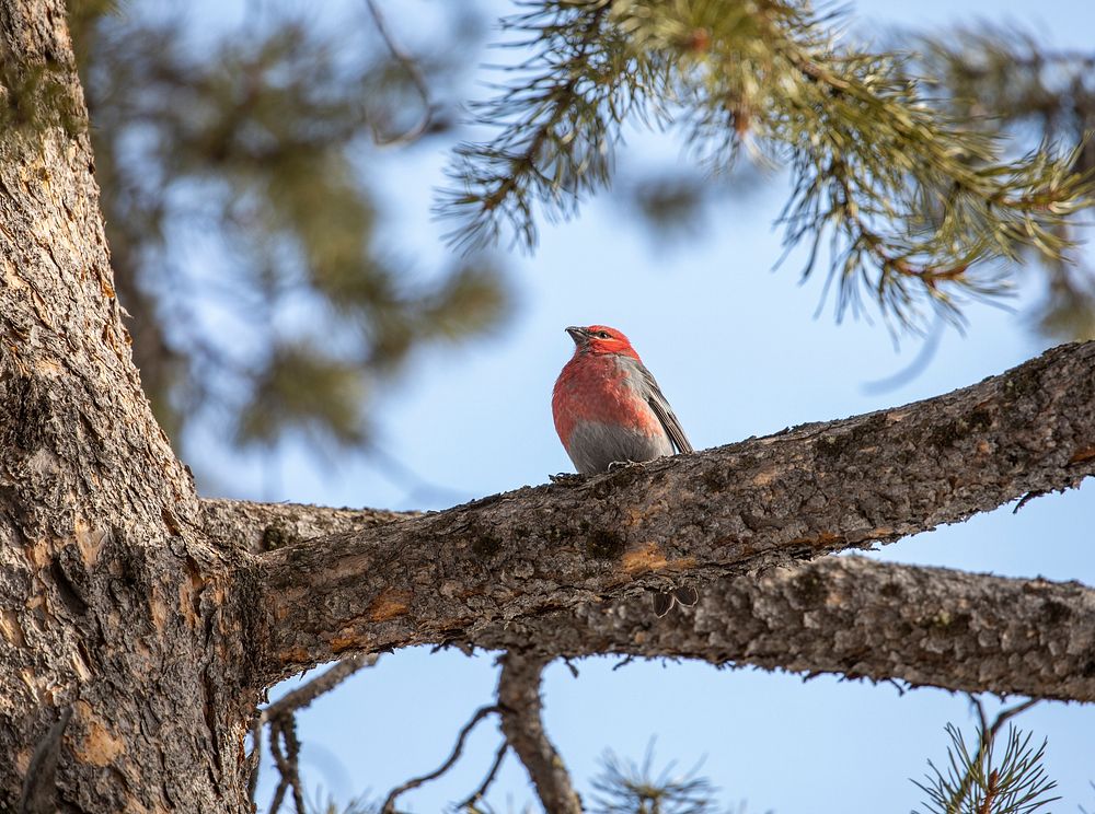 Pine Grosbeak by Jim Peaco. Original public domain image from Flickr