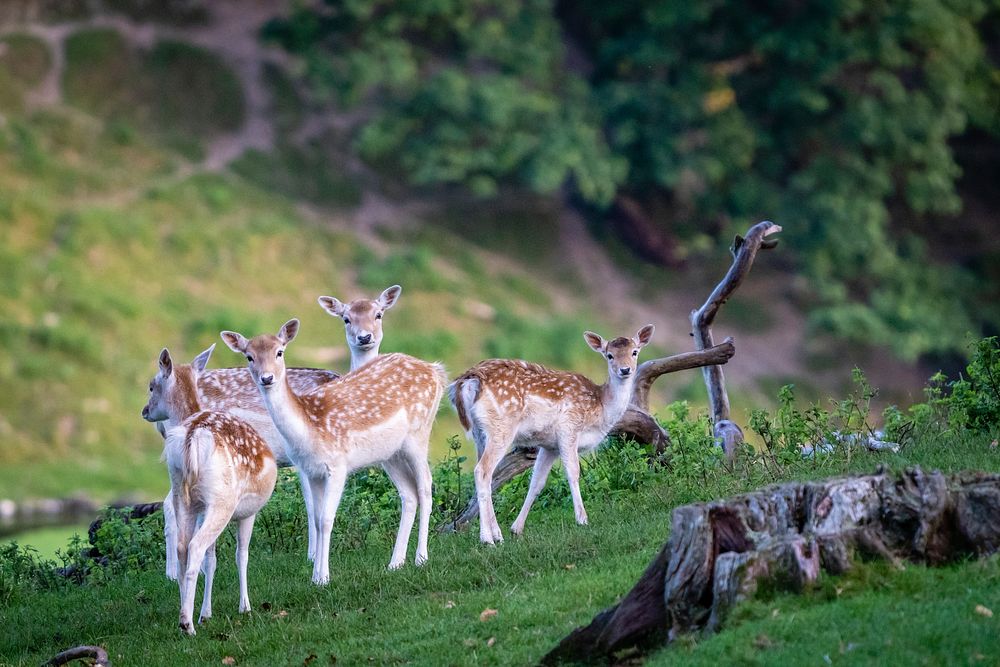 Milnthorpe Deer. Original public domain image from Flickr