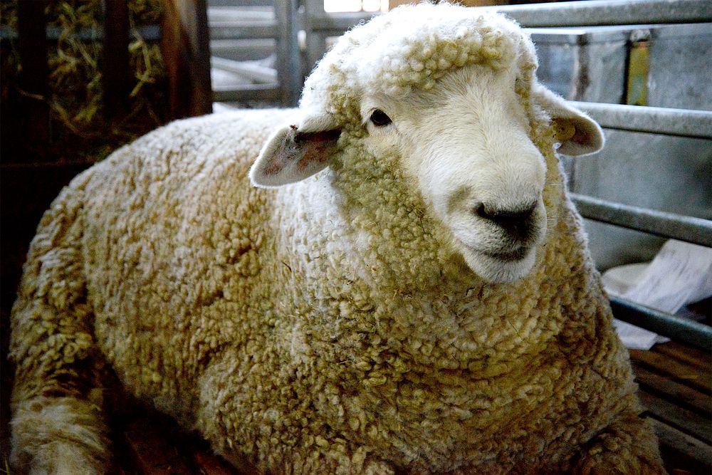 Sheep in Expo Prado 2020. Original public domain image from Flickr