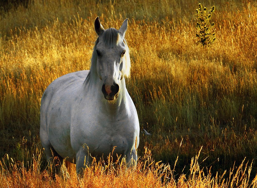 White horse in a field. Original public domain image from Flickr