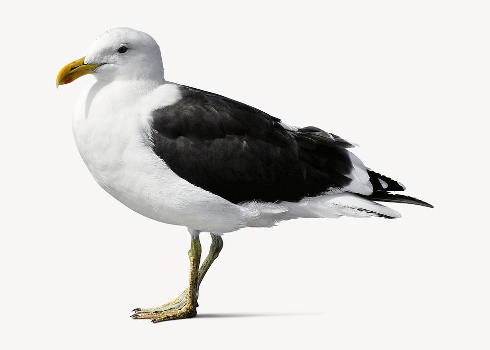 Seagull bird sticker, animal isolated image psd