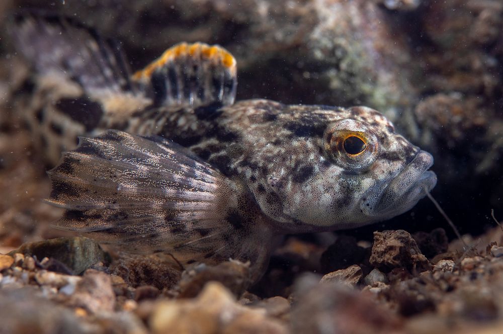 Checkered sculpin. Original public domain image from Flickr
