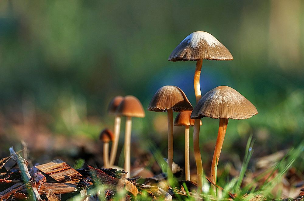 Small cluster of fungi, Panaeolus sphinctrinus. Original public domain image from Flickr