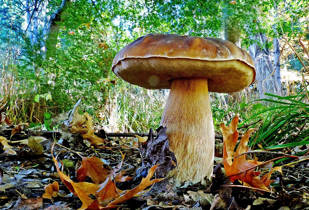 Bolete fungi, mushroom-like fruiting body. Original public domain image from Flickr