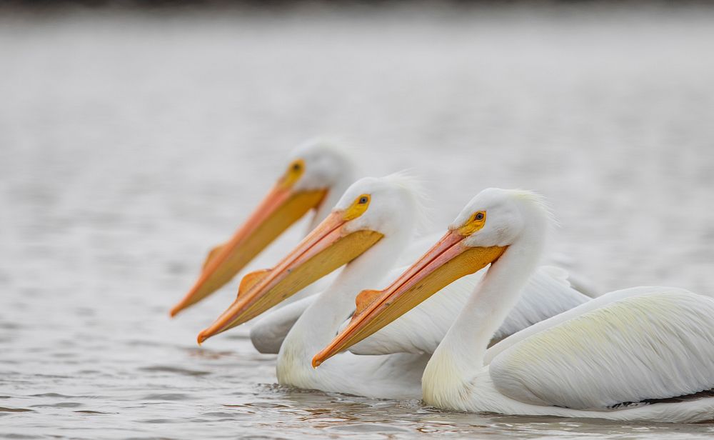 American white pelicans on the waterPhoto by Mike Budd/USFWS. Original public domain image from Flickr
