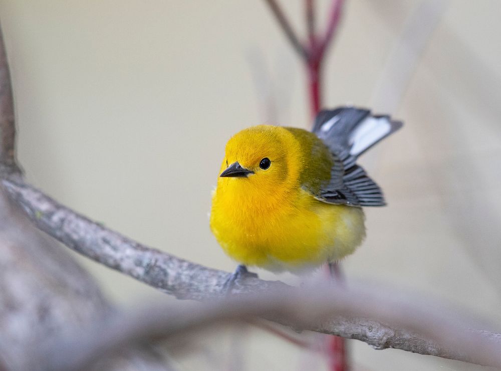 Prothonotary warblerWe spotted this prothonotary warbler at Shiawassee National Wildlife Refuge in Michigan.Photo by Mike…