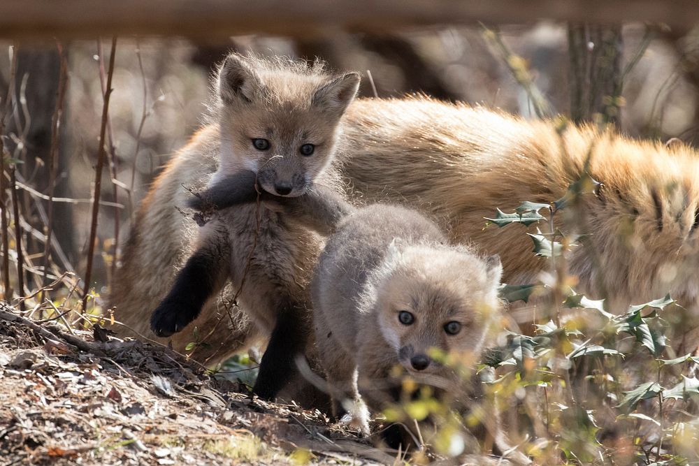 Red fox kits. Original public domain image from Flickr