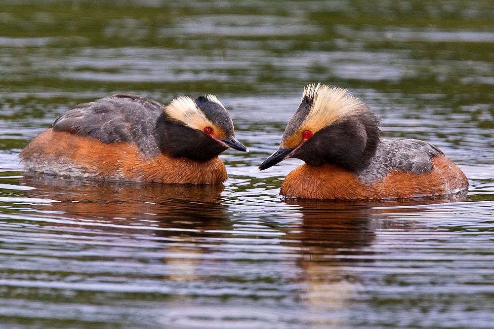 Horned Grebe Pair. Original public domain image from Flickr