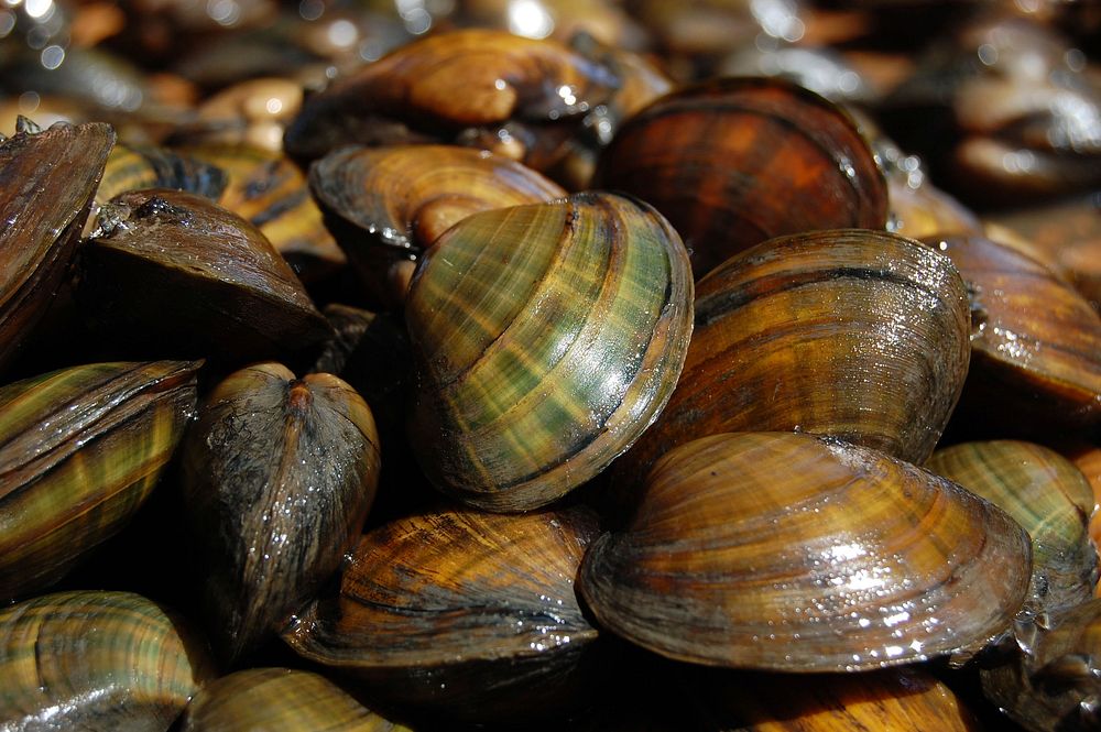 Federally endangered Higgins eye pearly mussel. Original public domain image from Flickr
